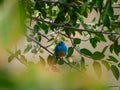 Blue waxbill, Uraeginthus angolensis. Madikwe Game Reserve, South Africa Royalty Free Stock Photo