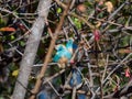 Blue waxbill, Uraeginthus angolensis. Madikwe Game Reserve, South Africa Royalty Free Stock Photo