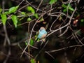 Blue waxbill, Uraeginthus angolensis. Madikwe Game Reserve, South Africa Royalty Free Stock Photo