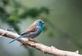 Blue waxbill Royalty Free Stock Photo