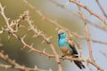 Blue Waxbill - Wild Bird Background Beauty from Africa Royalty Free Stock Photo