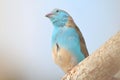 Blue Waxbill - Wild Birds from Africa Royalty Free Stock Photo