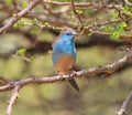 Blue Waxbill - Wind in Feathers Royalty Free Stock Photo