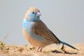 Blue Waxbill - Wondrous Blue Beauty from Africa Royalty Free Stock Photo