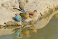 Blue Waxbills and Melba Finch - Cute Beauty of Colorful Birds Background from Africa