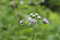 Blue weed flower or grass flower