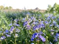 Unwanted plant species blooming in Spring