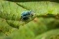 A blue weevil beetle on a leaf Royalty Free Stock Photo