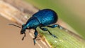 Blue Weevil on a Blade of Grass Royalty Free Stock Photo