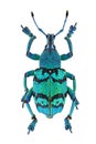 Blue weevil Eupholus schoenherri