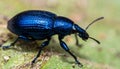 Blue Weevil on a Leaf Royalty Free Stock Photo