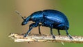 Blue Weevil on a Twig Royalty Free Stock Photo