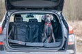 Blue Weimaraner in the car. Concept of travel with animals, transportation