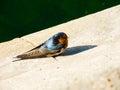 Blue Welcome swallow bird alone cute color little bird.