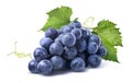 Blue wet grapes bunch on white background Royalty Free Stock Photo