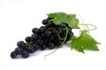 Blue wet Isabella grapes bunch isolated on white background as package design element Royalty Free Stock Photo