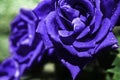 Blue wet roses in the garden