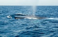 Blue Whale Royalty Free Stock Photo