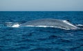Azul ballena 