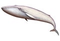 Blue whale albino great illustration isolate art realistic.