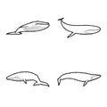 Blue Whale Animal Vector Illustration Hand Drawn Cartoon Art Royalty Free Stock Photo