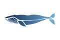 Blue whale. Balaenoptera musculus. Whale isolated on a light background. Logo for your design. Hand drawn.