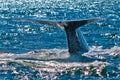 Blue Whale Breaching