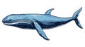 Blue Whale cartoon natural colors, black outline, AI generated