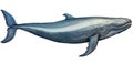 Blue Whale cartoon natural colors, black outline, AI generated