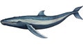 Blue Whale cartoon natural colors, black outline, AI generated