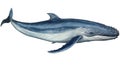 Blue Whale cartoon natural colors, black outline, AI generated