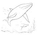 Blue Whale Coloring Pages Drawing For Kids