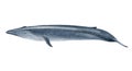 Blue whale Royalty Free Stock Photo