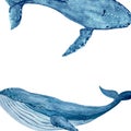 Blue whale frame hand-drawn in watercolor isolated on white. High quality blue monochromatic illustration for notebooks Royalty Free Stock Photo