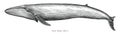 Blue whale hand draw illustration vintage engraving style black and white clip art isolated on white background
