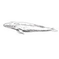 Blue Whale, hand drawn doodle, sketch, vector outline illustration Royalty Free Stock Photo