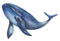 Blue whale, humpback whale. Watercolor illustration. Underwater fauna. Royalty Free Stock Photo