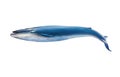 Blue whale isolated on white background