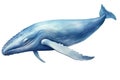 Blue whale isolated on white background. Realistic illustration of blue whale, Watercolor blue whale illustration isolated on Royalty Free Stock Photo