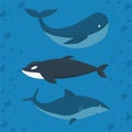 blue whale, killer whale and shark on a water background