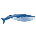 Blue whale marine mammal