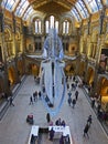 Blue Whale, Museum of natural history, London. United Kingdom of Great Britain.
