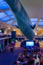 Blue Whale at Museum of Natural History, New York City with People lying down underneath