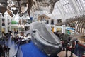 Blue Whale, Natural History Museum, London