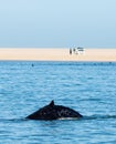 Blue Whale with people whale watching in the distance Royalty Free Stock Photo