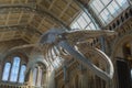 Blue Whale Skeleton hanging From the Ceiling of the Natural History Museum in London Royalty Free Stock Photo