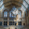 Blue Whale Skeleton hanging From the Ceiling of the Natural History Museum in London