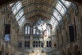 Blue Whale Skeleton hanging From the Ceiling of the Natural History Museum in London