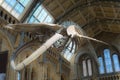 Blue Whale Skeleton hanging From the Ceiling of the Natural History Museum in London