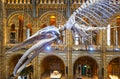 A Blue Whale skeleton hanging in main gallery of the Museum of Natural History in London UK - HDR toning 1-11-2018